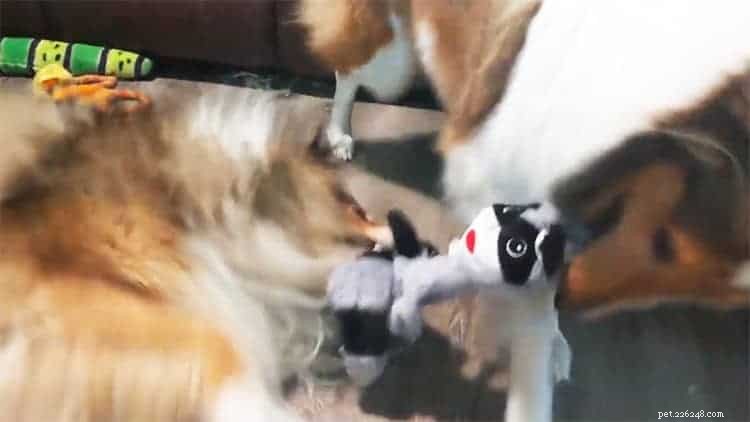 Top 20 Toy Picks for Collies: Fun, Safe, and Engaging