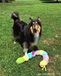 Top 20 Toy Picks for Collies: Fun, Safe, and Engaging