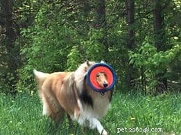 Top 20 Toy Picks for Collies: Fun, Safe, and Engaging