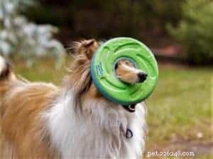 Top 20 Toy Picks for Collies: Fun, Safe, and Engaging