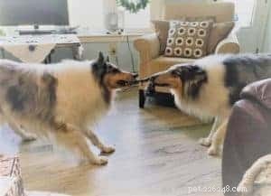 Top 20 Toy Picks for Collies: Fun, Safe, and Engaging