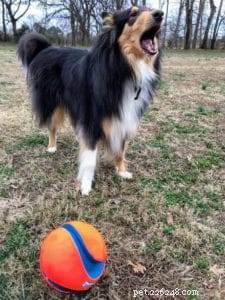 Top 20 Toy Picks for Collies: Fun, Safe, and Engaging