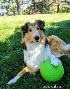 Top 20 Toy Picks for Collies: Fun, Safe, and Engaging