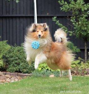Top 20 Toy Picks for Collies: Fun, Safe, and Engaging