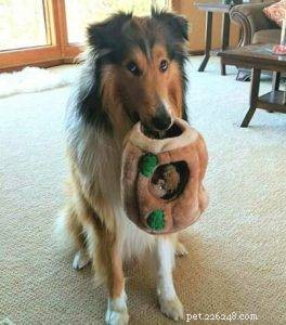 Top 20 Toy Picks for Collies: Fun, Safe, and Engaging
