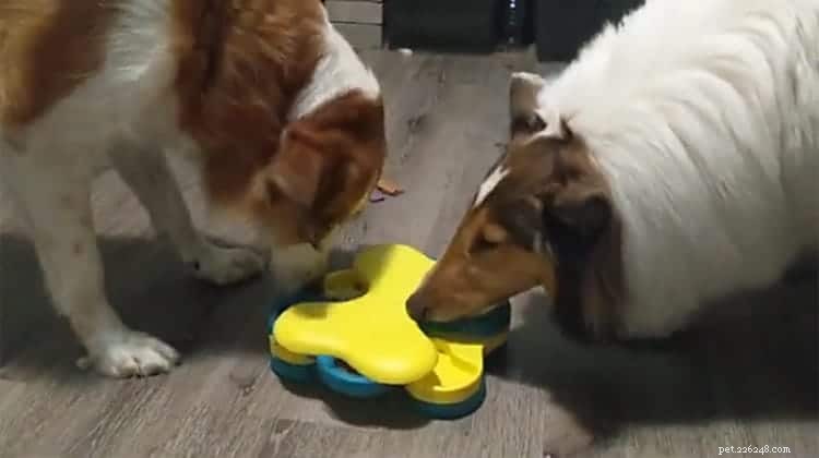 Top 20 Toy Picks for Collies: Fun, Safe, and Engaging