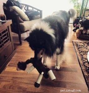Top 20 Toy Picks for Collies: Fun, Safe, and Engaging