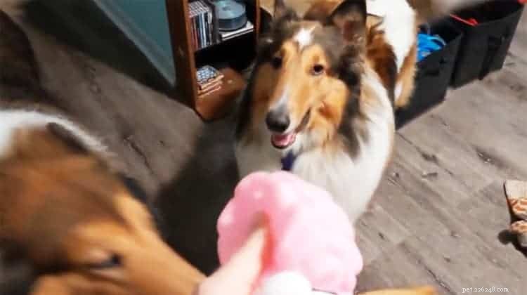 Top 20 Toy Picks for Collies: Fun, Safe, and Engaging
