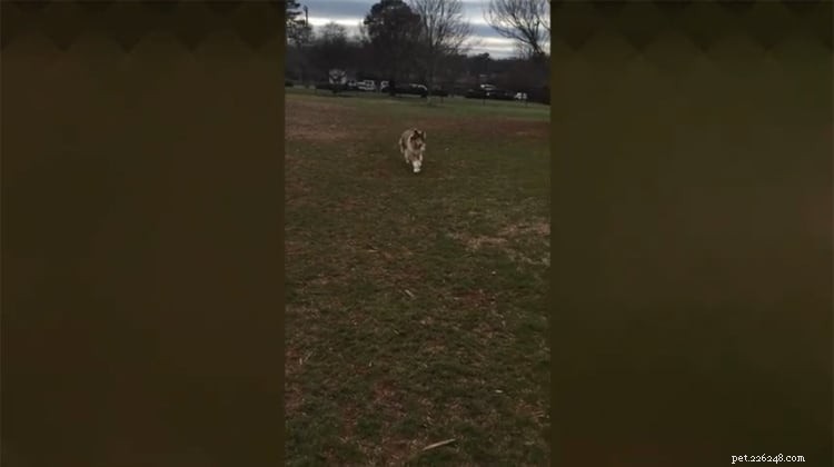 Sassy Lassie: The Remarkable Rough Collie Guide Dog