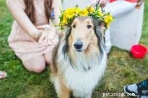 Sassy Lassie: The Remarkable Rough Collie Guide Dog