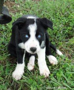 Key Factors to Evaluate Before Adopting a Border Collie