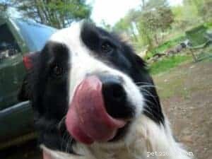 Key Factors to Evaluate Before Adopting a Border Collie