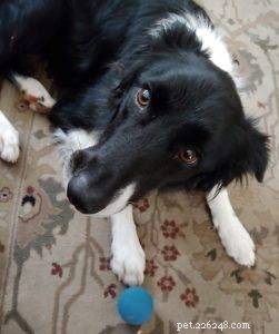 Key Factors to Evaluate Before Adopting a Border Collie