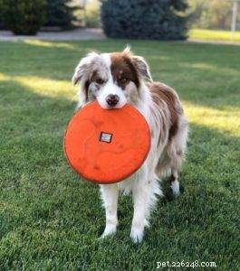 Key Factors to Evaluate Before Adopting a Border Collie