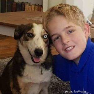 Key Factors to Evaluate Before Adopting a Border Collie