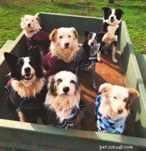 Key Factors to Evaluate Before Adopting a Border Collie