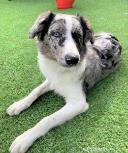 Key Factors to Evaluate Before Adopting a Border Collie