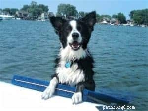 Key Factors to Evaluate Before Adopting a Border Collie