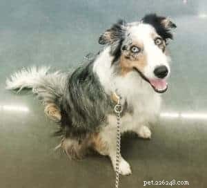 Key Factors to Evaluate Before Adopting a Border Collie