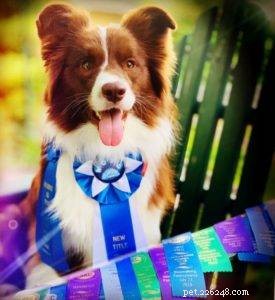 Key Factors to Evaluate Before Adopting a Border Collie