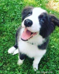 Key Factors to Evaluate Before Adopting a Border Collie