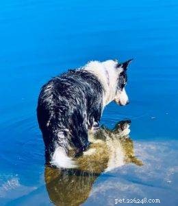 Key Factors to Evaluate Before Adopting a Border Collie