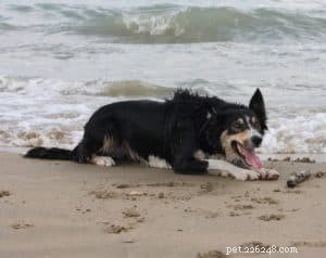 Key Factors to Evaluate Before Adopting a Border Collie