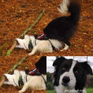 Key Factors to Evaluate Before Adopting a Border Collie