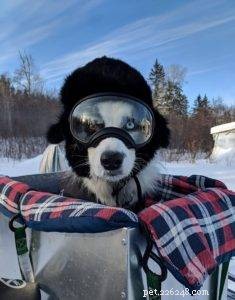 Key Factors to Evaluate Before Adopting a Border Collie