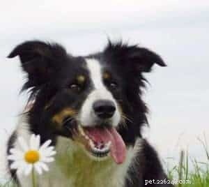 Key Factors to Evaluate Before Adopting a Border Collie