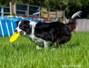 Key Factors to Evaluate Before Adopting a Border Collie