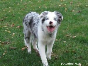 Key Factors to Evaluate Before Adopting a Border Collie