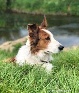 Key Factors to Evaluate Before Adopting a Border Collie