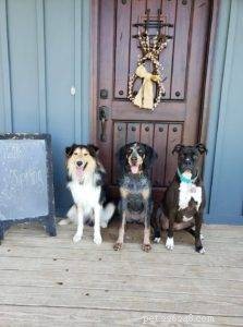 The Inspiring Journey of Sophie: A Rescued Collie s Legacy