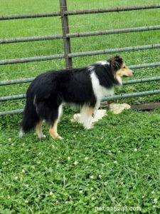 The Inspiring Journey of Sophie: A Rescued Collie s Legacy