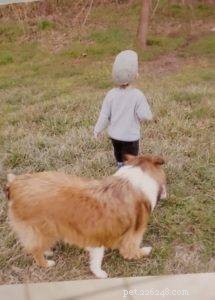 The Inspiring Journey of Sophie: A Rescued Collie s Legacy