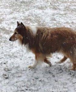 The Inspiring Journey of Sophie: A Rescued Collie s Legacy