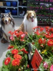Creating a Pet-Safe Garden: Tips for a Safe Outdoor Space