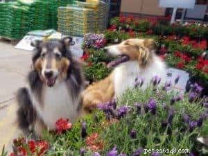 Creating a Pet-Safe Garden: Tips for a Safe Outdoor Space
