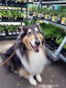 Creating a Pet-Safe Garden: Tips for a Safe Outdoor Space