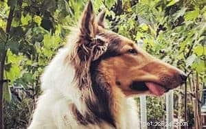 Rough Collie Overview: Traits, Care, and Ownership Guide