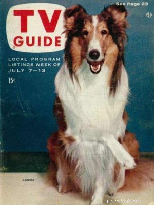 Rough Collie Overview: Traits, Care, and Ownership Guide