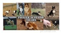 Rough Collie Overview: Traits, Care, and Ownership Guide