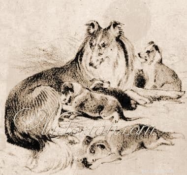 Rough Collie Overview: Traits, Care, and Ownership Guide