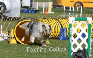 Rough Collie Overview: Traits, Care, and Ownership Guide