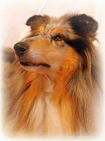 Rough Collie Overview: Traits, Care, and Ownership Guide