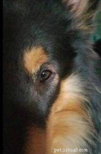 Rough Collie Overview: Traits, Care, and Ownership Guide