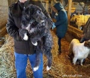 Rough Collie Overview: Traits, Care, and Ownership Guide