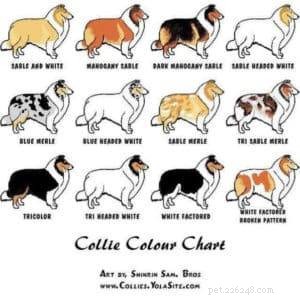 Rough Collie Overview: Traits, Care, and Ownership Guide
