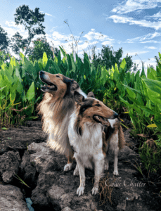 Rough Collie Overview: Traits, Care, and Ownership Guide